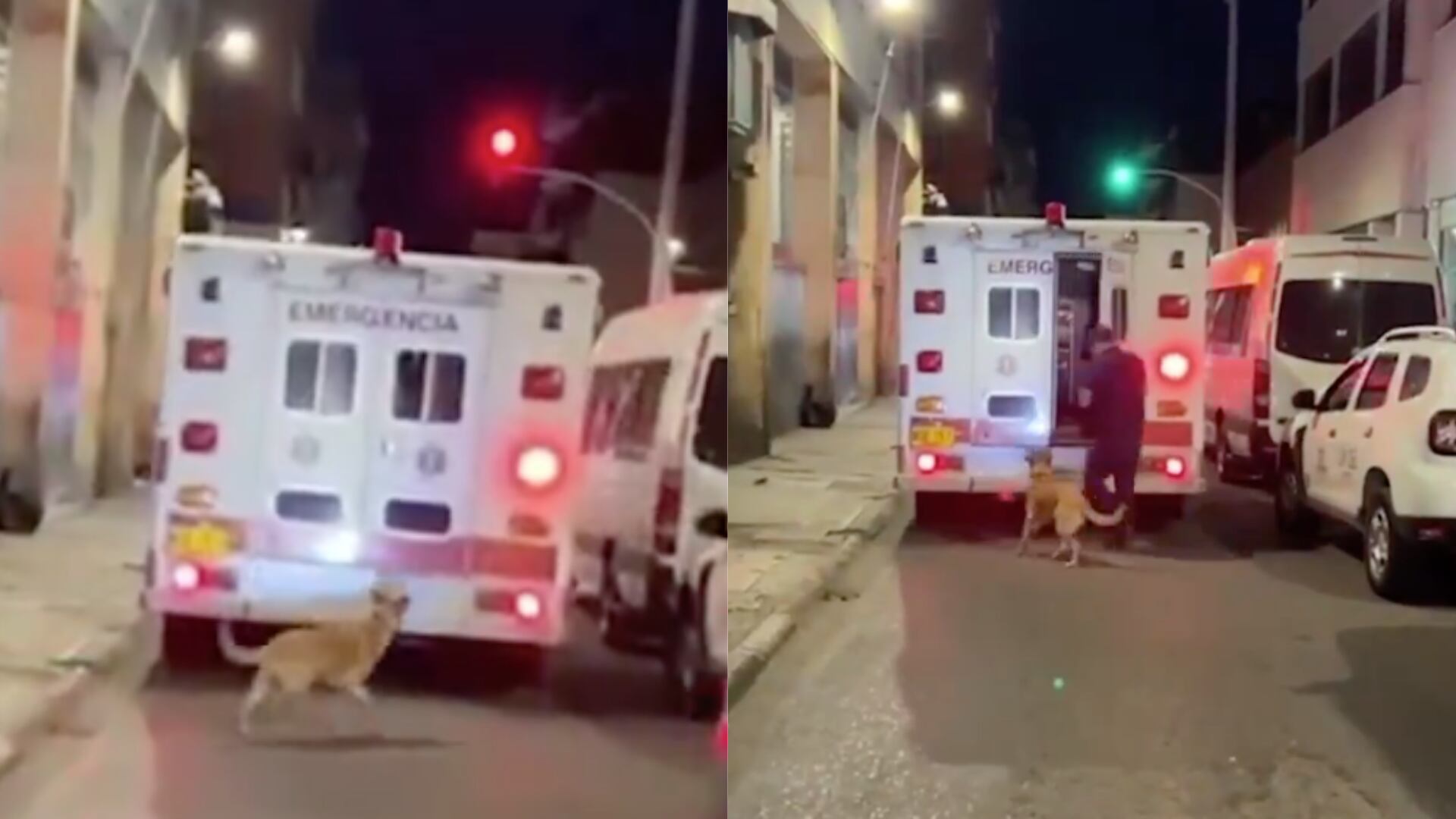 Conmovedor: un perro perseguía la ambulancia dónde iba su amo y los paramédicos lo dejaron subir