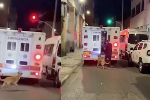 Conmovedor: un perro perseguía la ambulancia dónde iba su amo y los paramédicos lo dejaron subir