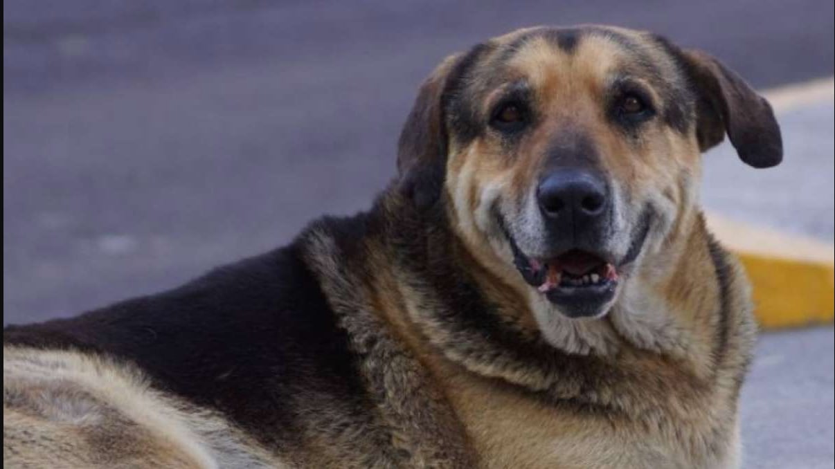 Max, perrito de los Poliperros