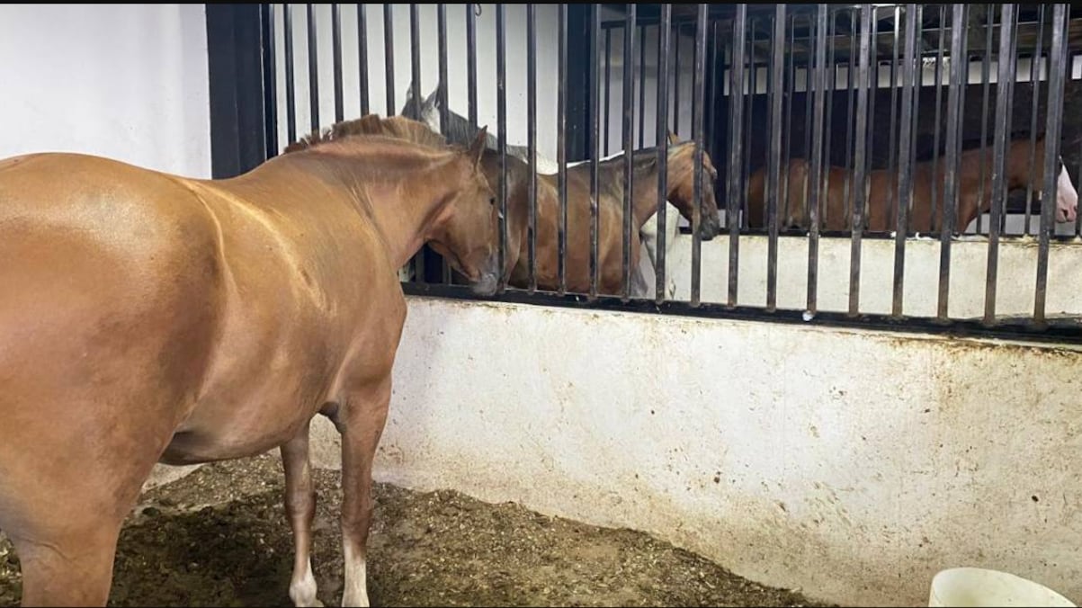 Caballos de paso de Alias Alan Doble A