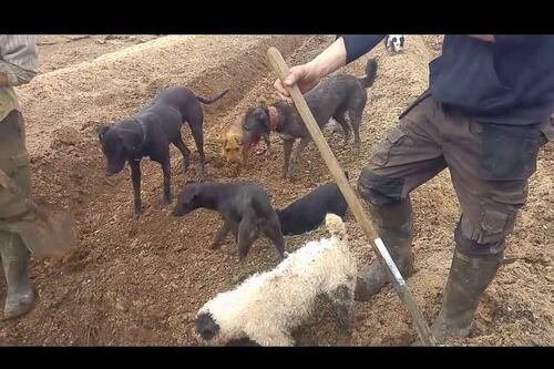 Video: La manera como estos campesinos cazan ratas lo hará sentir compasión por ellas