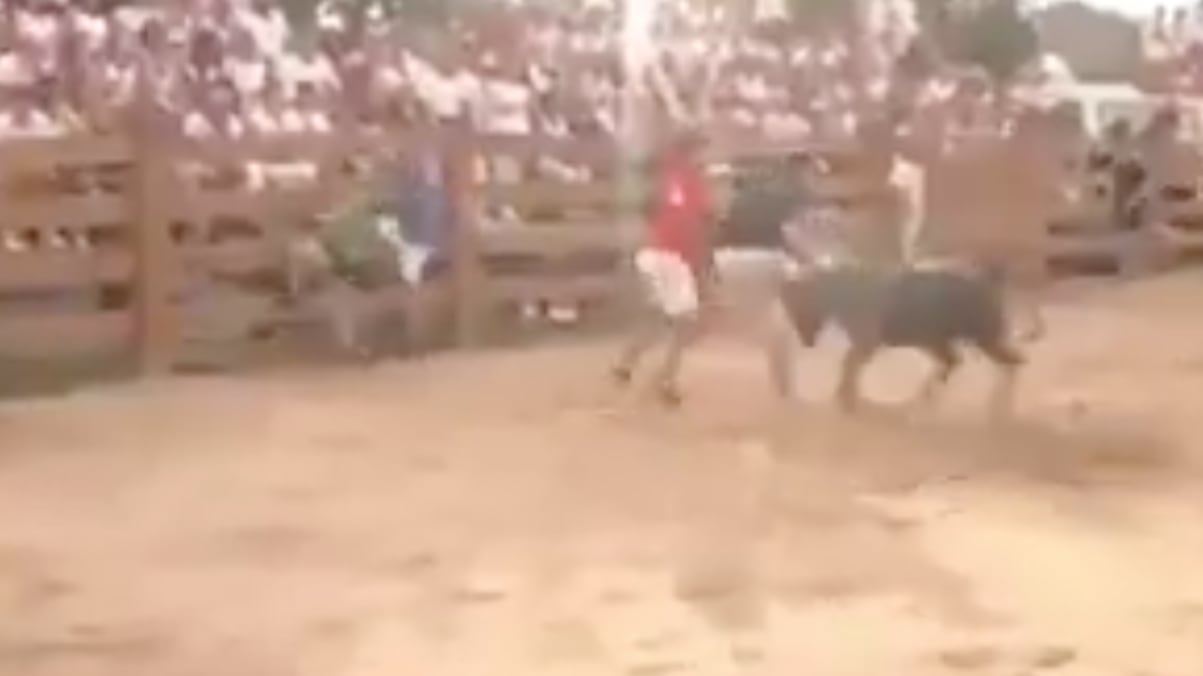 Reportero sufre embestida de una vaca en las fiestas de Sesma, España - Fuente: Video de X