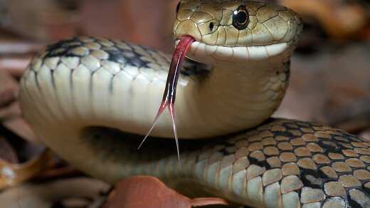 Serpiente murió tras ser mordida por un hombre
