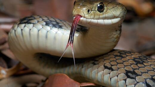 Serpiente murió tras ser mordida por un hombre