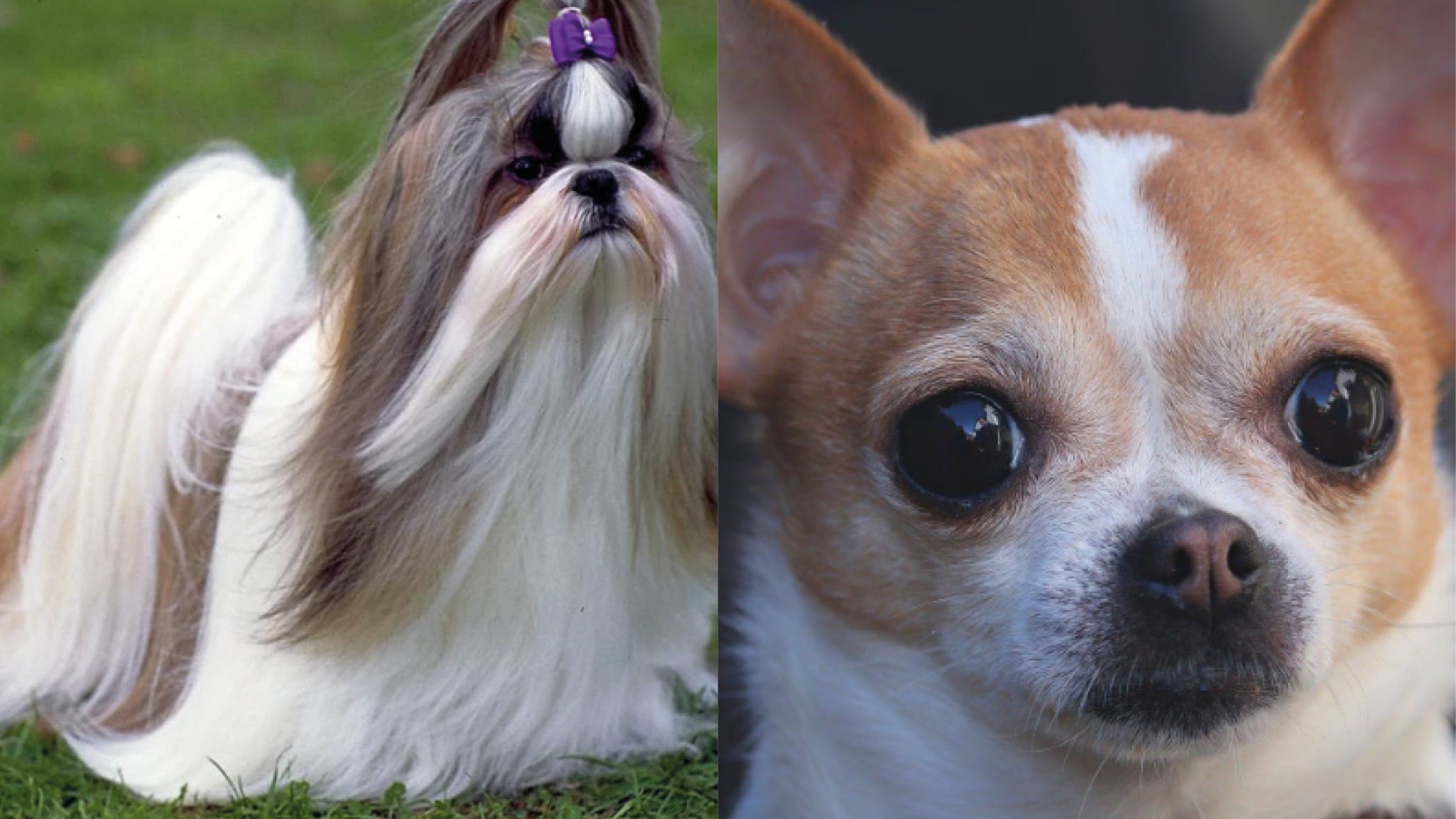 Las peores razas de perros para niños pequeños según veterinarios