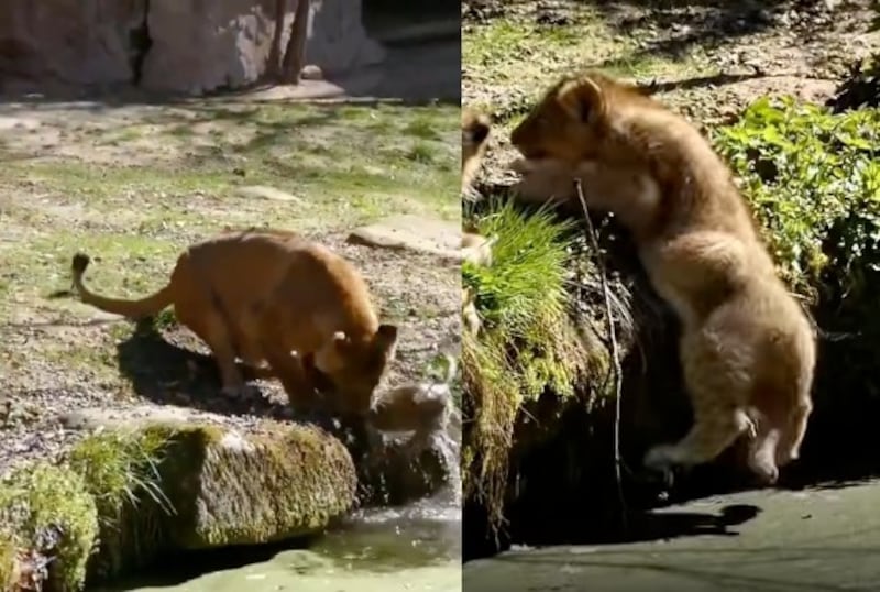 leona rescata cachorro