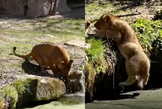 Madre leona enfrenta a un macho para rescatar a su cachorro del agua en un video viral.