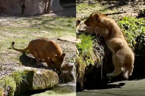 Video: Madre leona arriesga su vida y pelea para rescatar a su cría del agua