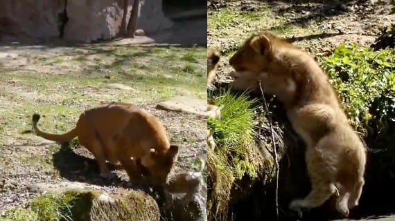 leona rescata cachorro