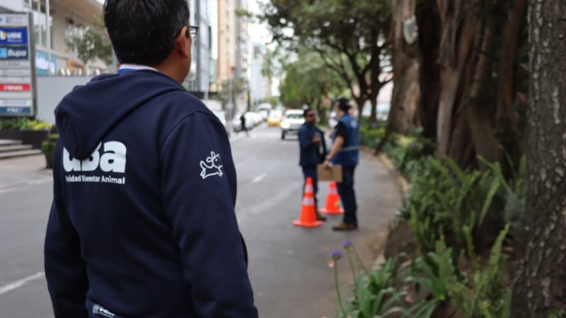Plaga de ratas en la av. República de El Salvador