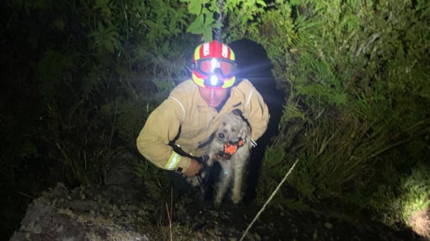 Así fue el rescate de “Simur” perrito que cayó 5 metros dentro de un barranco en Cuenca - Fuente: Bomberos Cuenca
