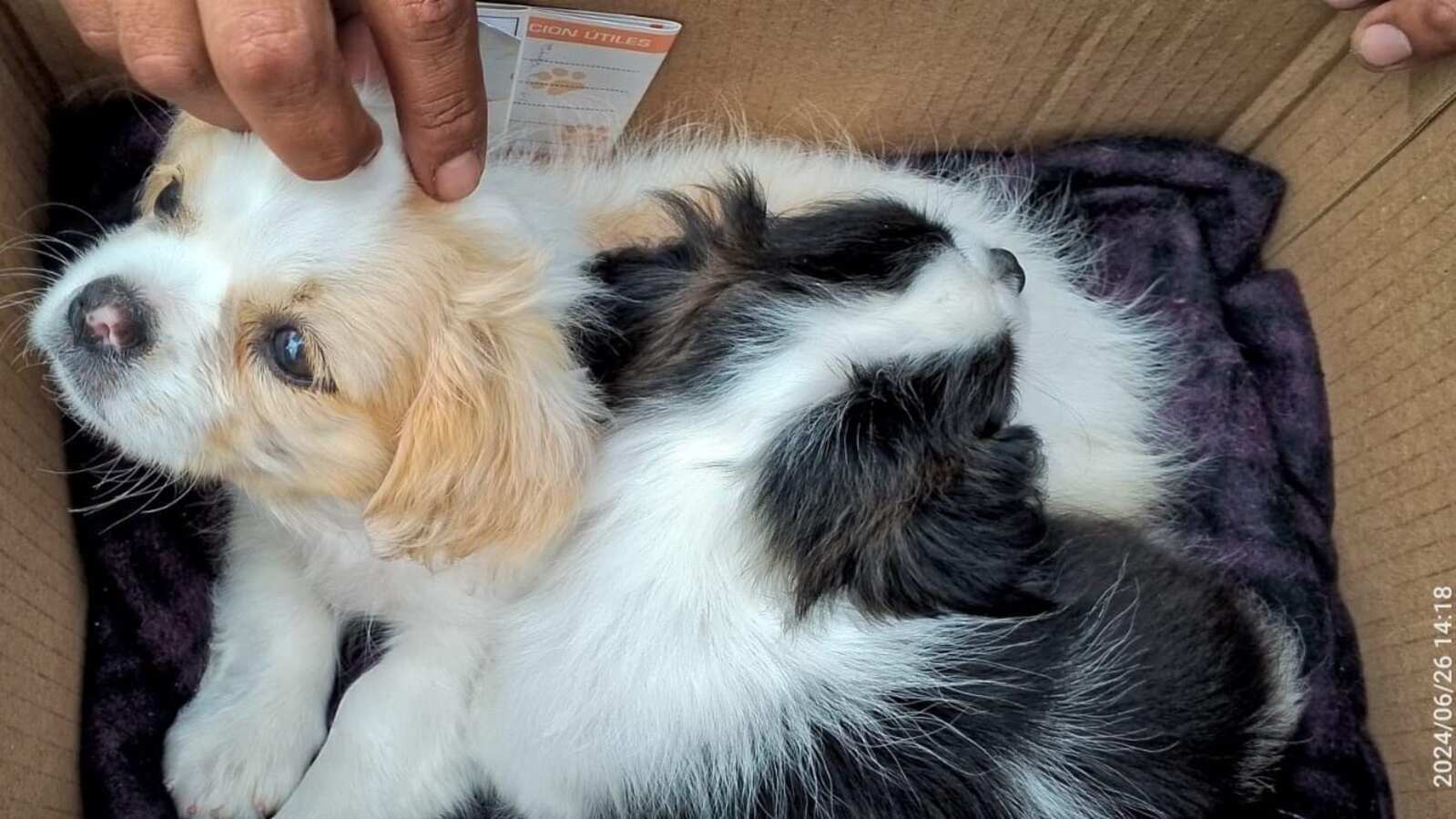 Rescatan a cachorros que se pretendían comercializar en el Centro Histórico de Quito