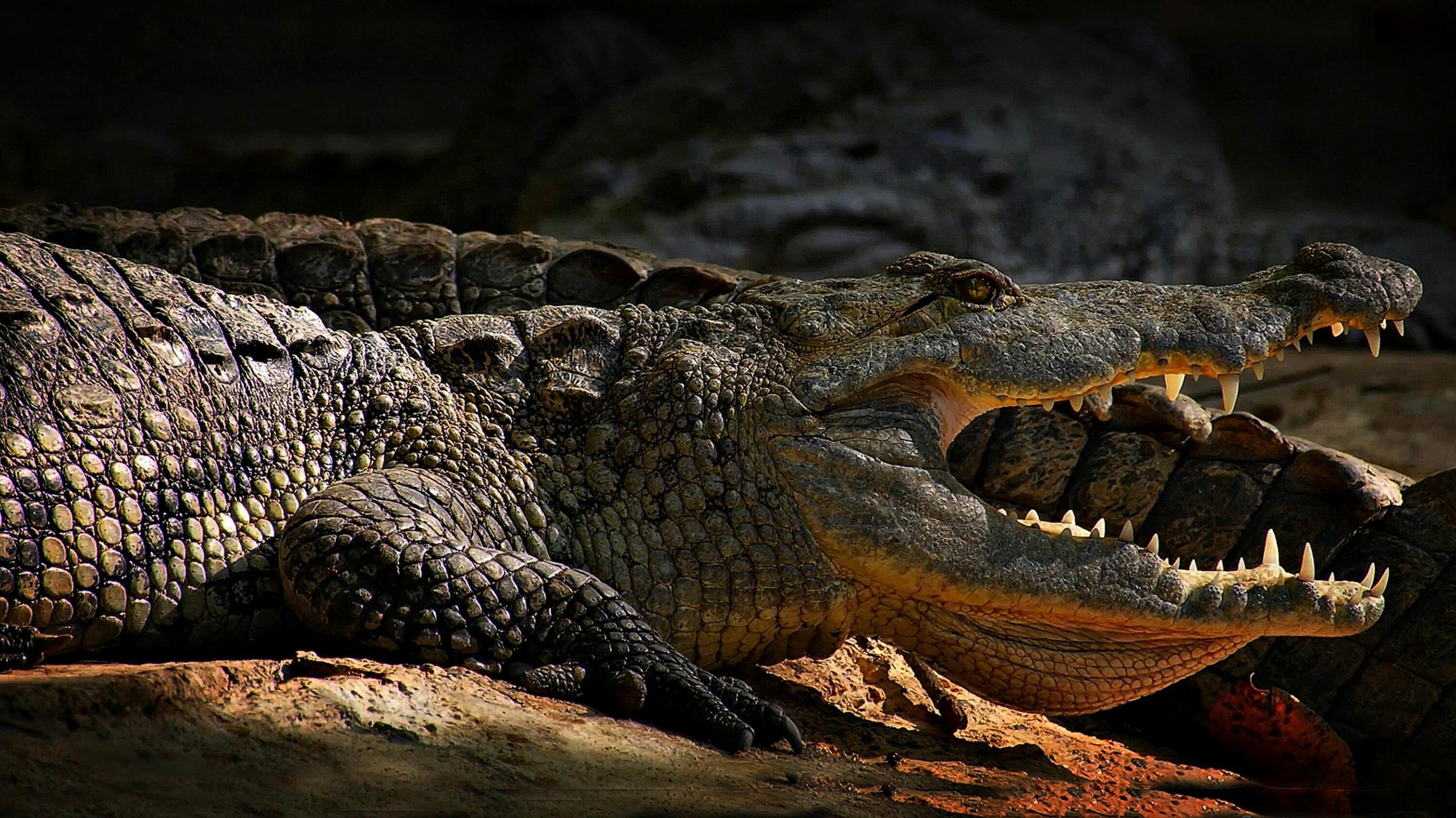 Mujer murió tras ser atacada por un caimán mientras remaba con su esposo en Florida