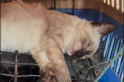 Clausuran clínica veterinaria clandestina en Guayaquil: utilizaban hilo de pescar para esterilizaciones