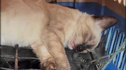 Clausuran clínica veterinaria clandestina en Guayaquil: utilizaban hilo de pescar para esterilizaciones - Fuente: Municipio de Guayaquil