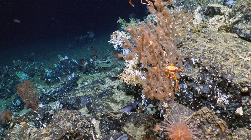 Nuevo arrecife de coral fue descubierto en las profundidades del archipiélago de Galápagos