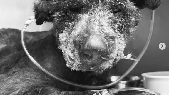 Murió Esperanza, la perrita quemada viva en Carcelén, al norte de Quito - Fuente: cuenta IG: luckybienestaranimal