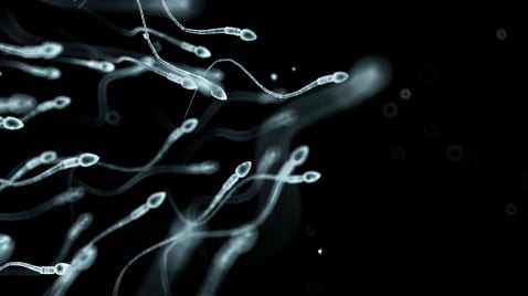 Carrera de espermatozoides.