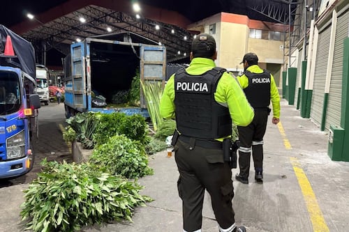 Domingo de Ramos 2026: la palma de cera sigue prohibida en Ecuador, estas son las alternativas