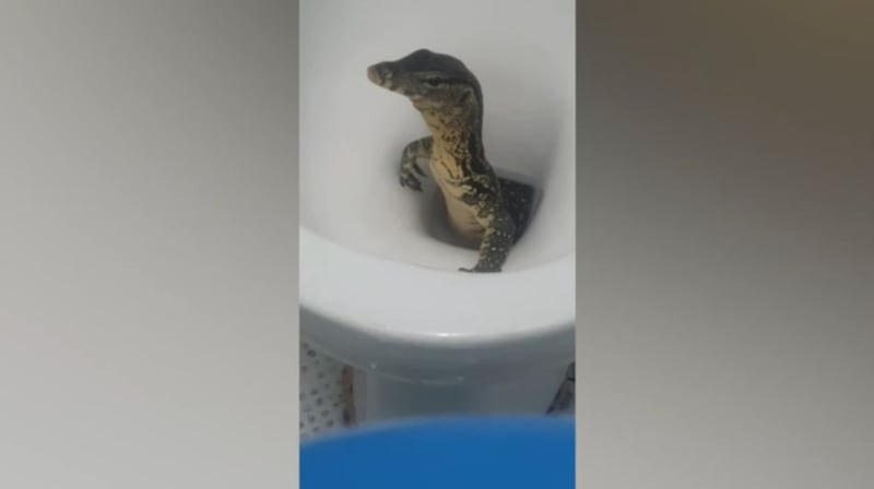Un turista hizo un hallazgo escalofriante en el inodoro de su hotel