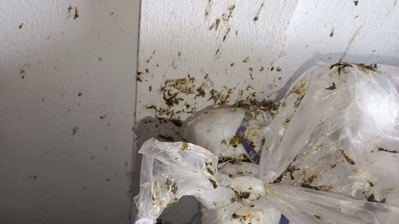 Arcsa clausura supermercado en Bolívar por presencia de heces de paloma