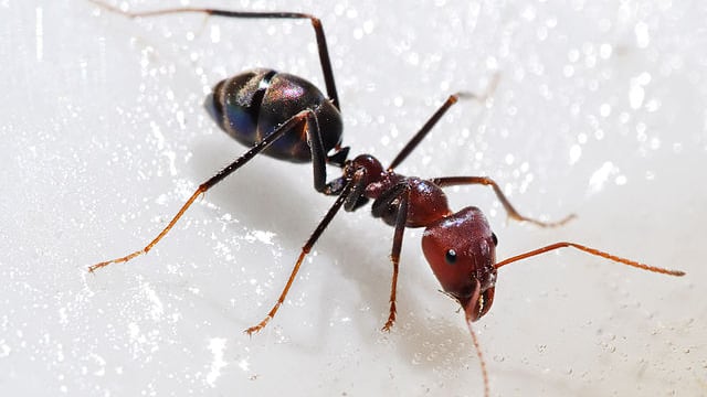 Hormiga / Creative Commons