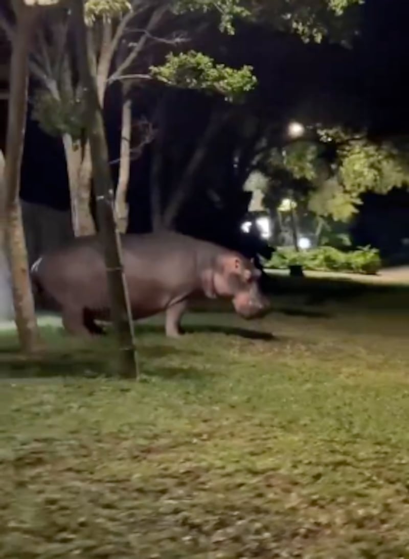 Hipopótamo se acerca al vehículo del influencer durante su recorrido por Antioquia.