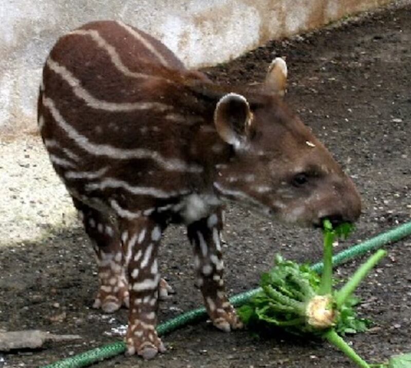 Captan al tapir sudamericano.