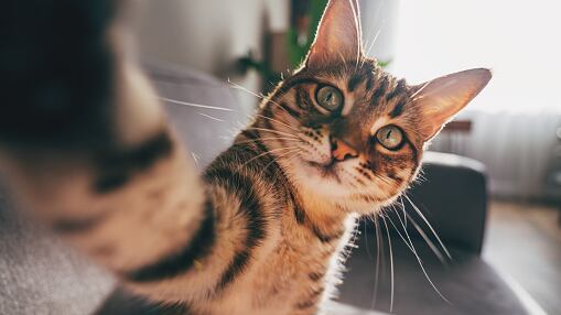 Mujer demanda a su esposo porque le da más atención a su gato que a ella