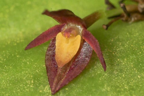 Investigación UTPL: Cuatro nuevas especies de orquídeas para Ecuador
