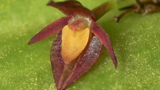 Cuatro nuevas especies de orquídeas para Ecuador
