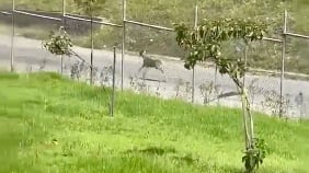Captan a un venado de cola blanca corriendo desorientado por una carretera principal de Cuenca - Fuente: Video de X