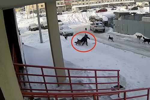 ¡Por poco! Jauría de perros callejeros atacó a niño mientras caminaba a la escuela, un conserje lo salvó