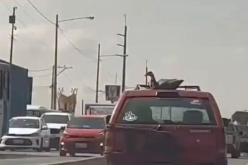 Captan a conductor transportando a un ganso en el techo de su auto en Guayaquil