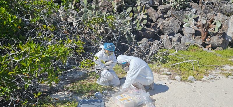 Acciones y toma de muestras ante la gripe aviar en Galápagos