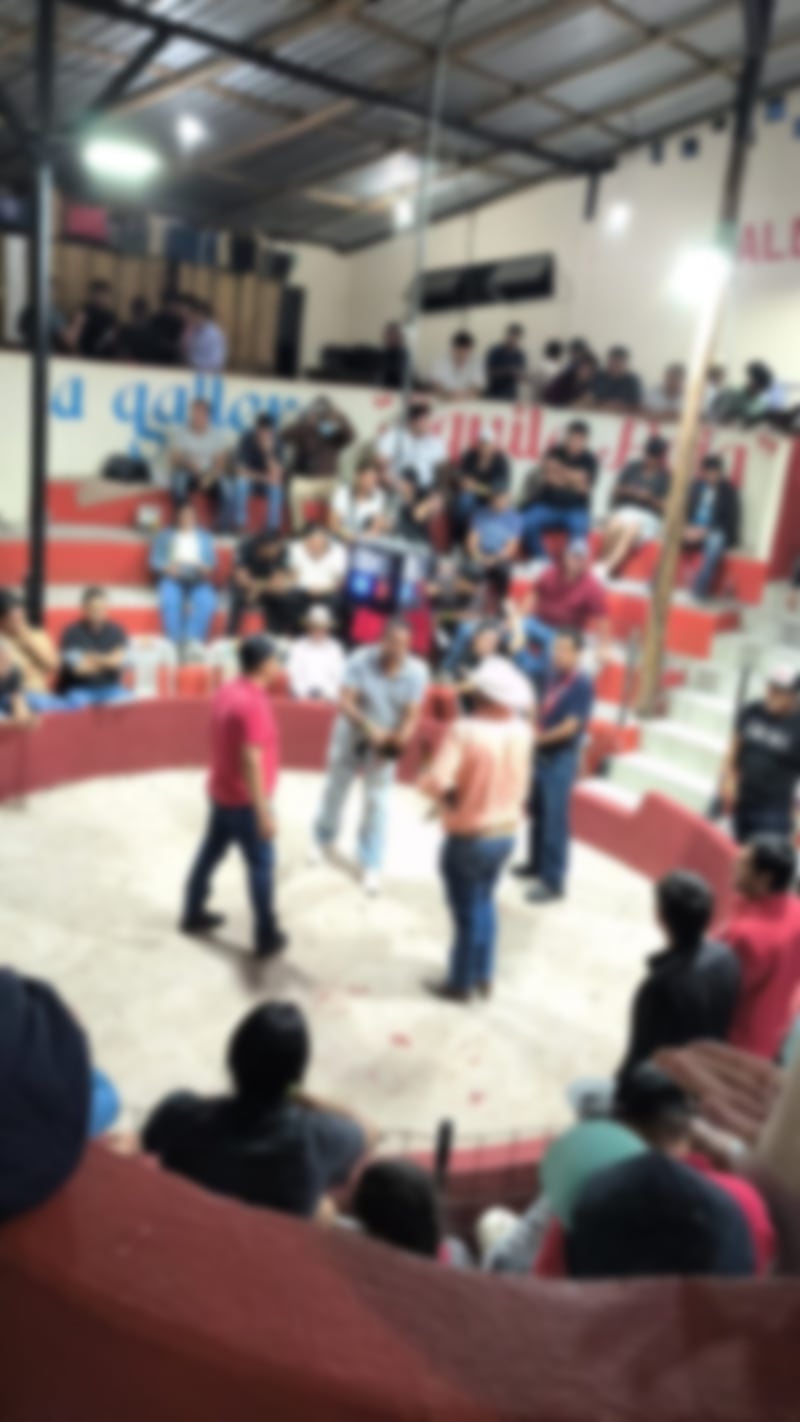 Apostaban hasta USD 200 y se promocionaban en redes: clausuran gallera clandestina en Quito