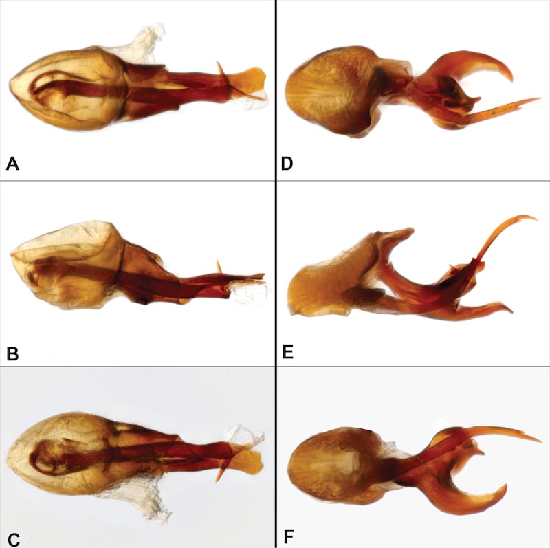 Gobierno Nacional fortalece el conocimiento científico con el
hallazgo de dos nuevas especies de escarabajos en Ecuador