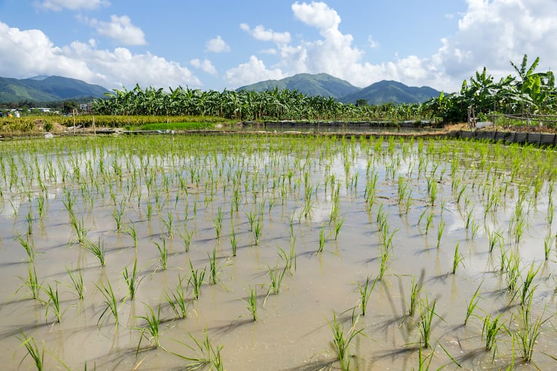 compra de arroz Ecuador