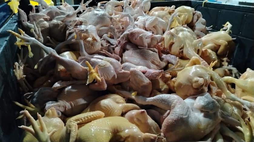 Clausura de dos “mataderos” de pollos