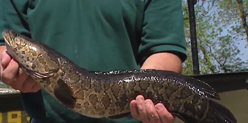 Pez cabeza de serpiente.
