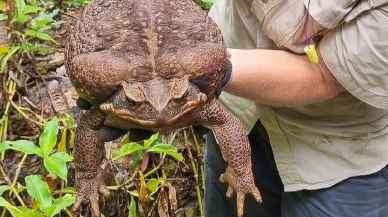 En Australia fue sacrificado el sapo ‘Toadzilla’.