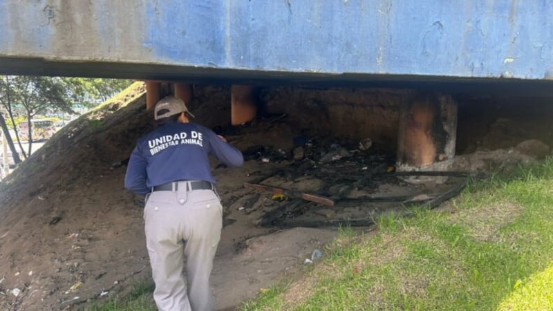 Investigan caso de crueldad animal en el norte de Quito: perrita habría sido prendida en fuego por personas desconocidas