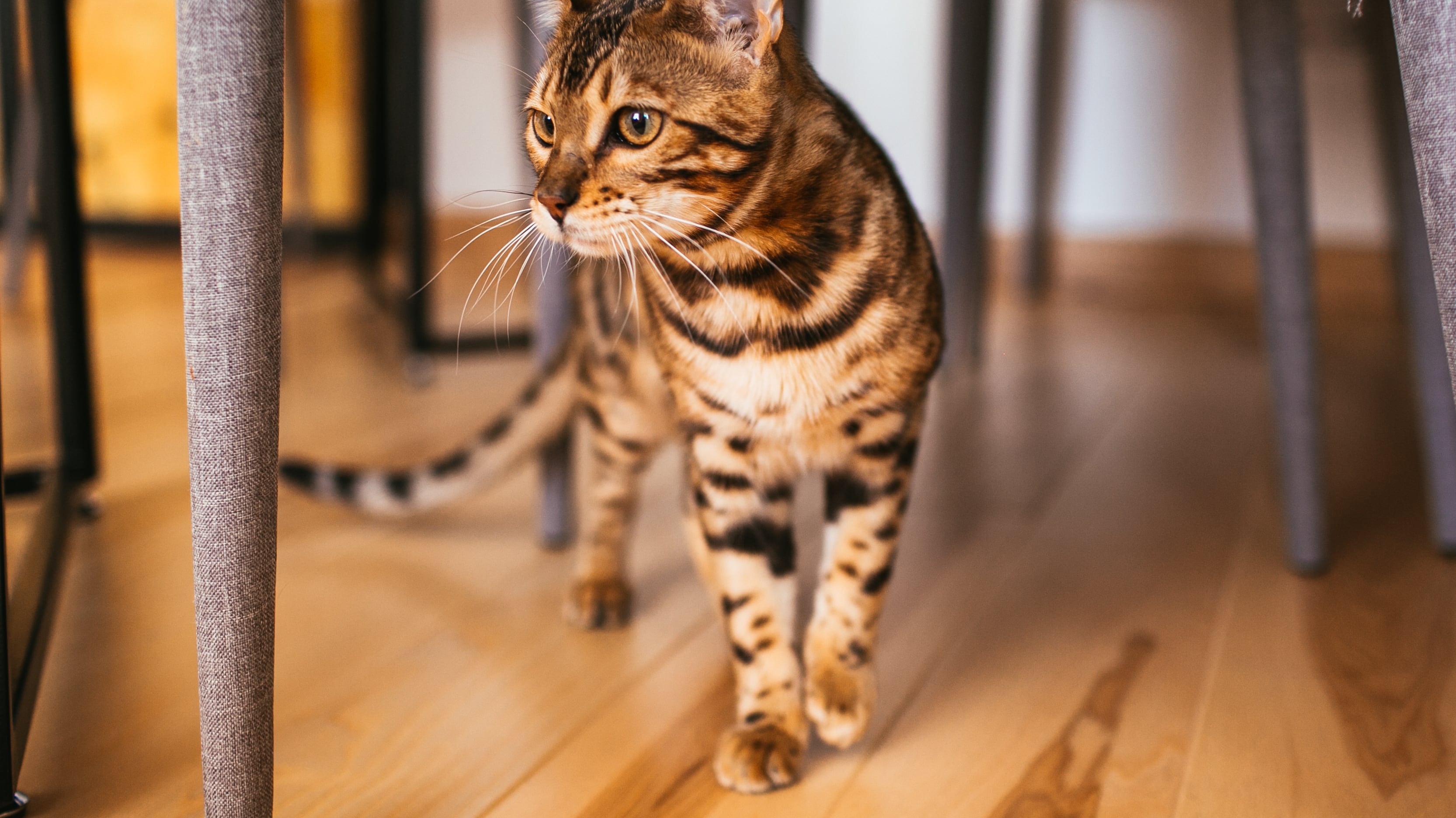 La posición y el movimiento de la cola de un gato pueden decir mucho sobre su estado de ánimo. Foto: Freepik.