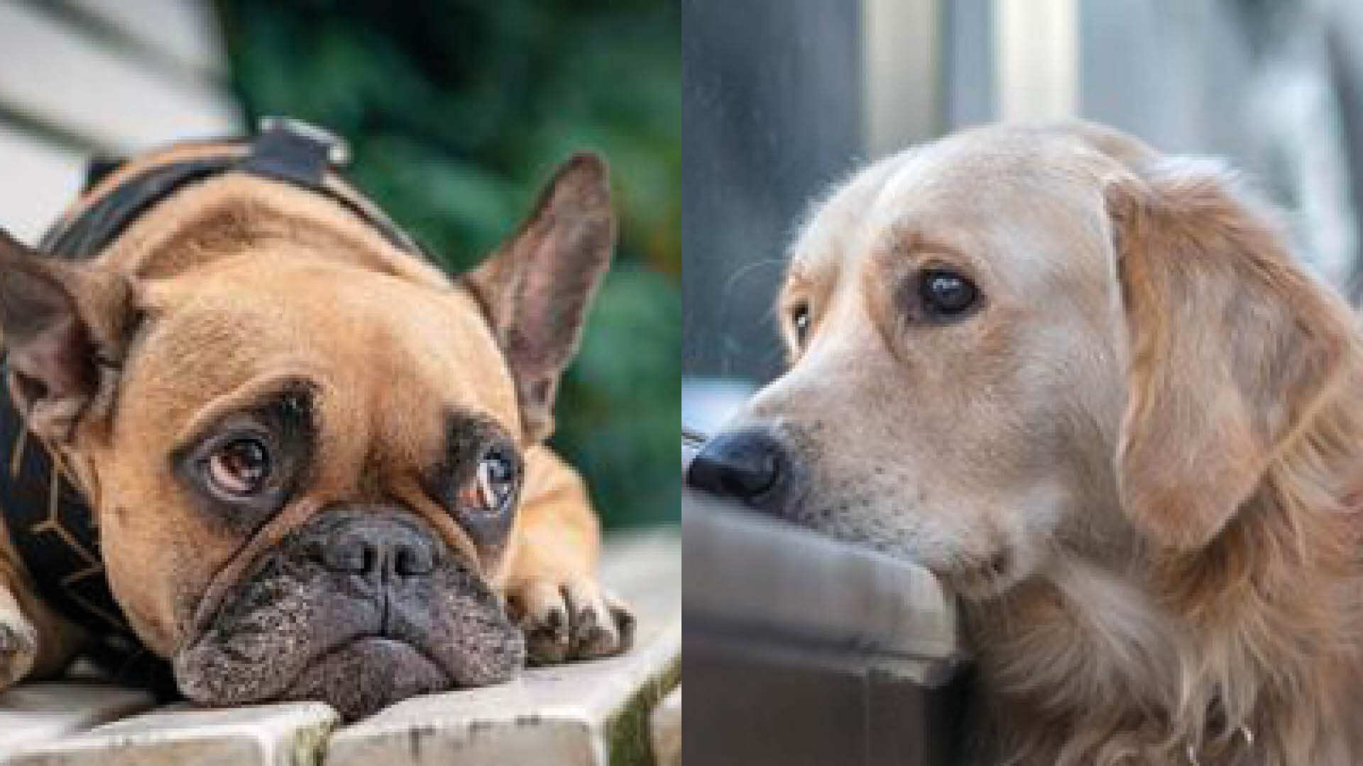 Estas son las cosas que estás haciendo y hiere los sentimientos de tu perro.