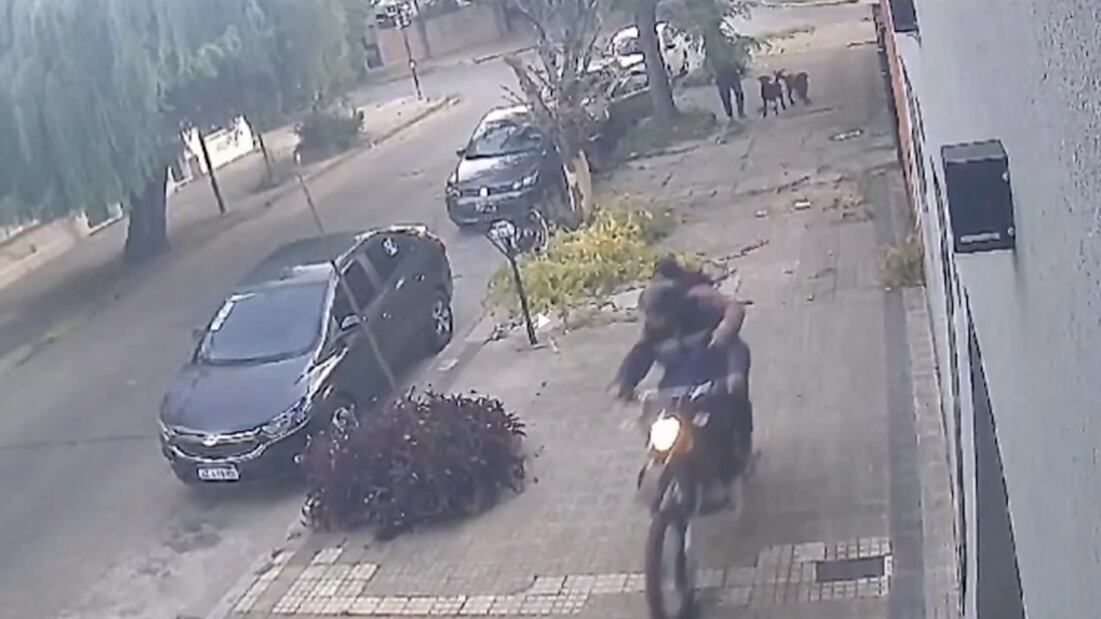 Perros frustran intento de robo al auto de su dueño (Video)