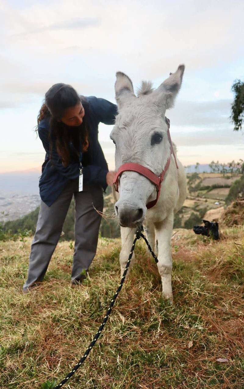 Animales de Salvador Naula