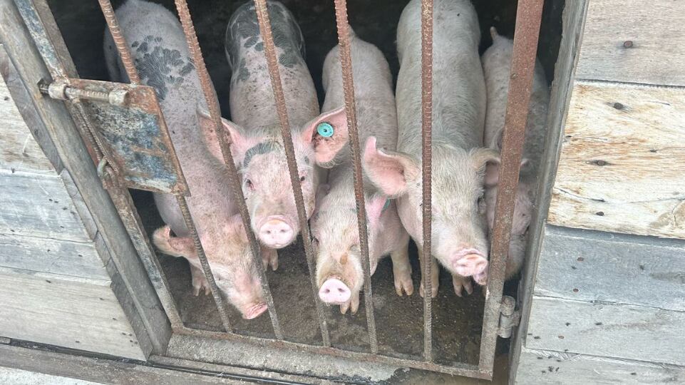 Ocho cerdos fueron encontrados hacinados en un cuarto pequeño en Quito