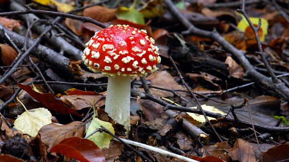 La historia se volvió viral