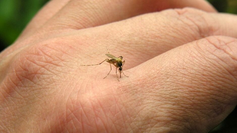 El mosquito es el portador de enfermedades como el dengue.