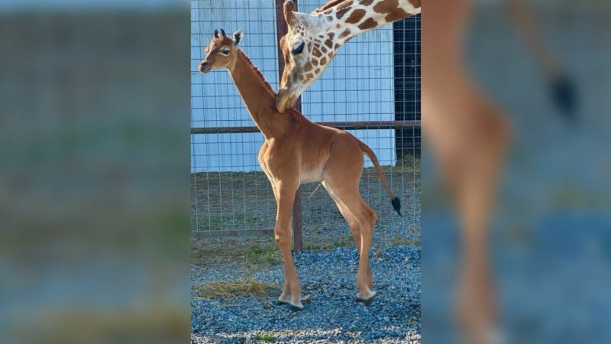 Todo un acontecimiento en este zoológico